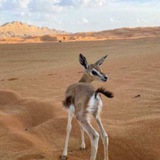 نافِذة