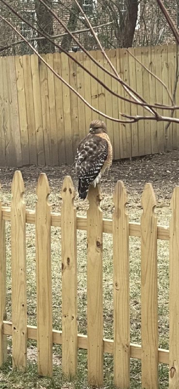 Picture of a hawk in my …