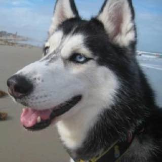 **Mishka the Talking Husky Buy!**