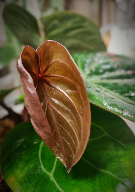 Красавчик **anthurium KOS** растит новый лист***🌈***