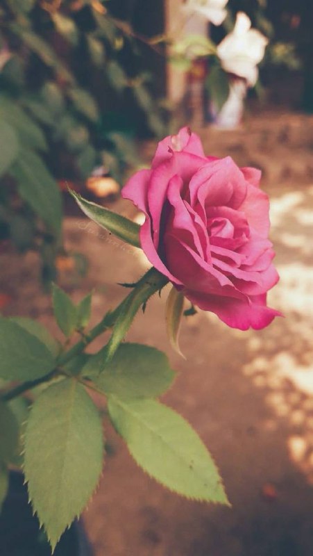 ‏***🌿******🌿***.....