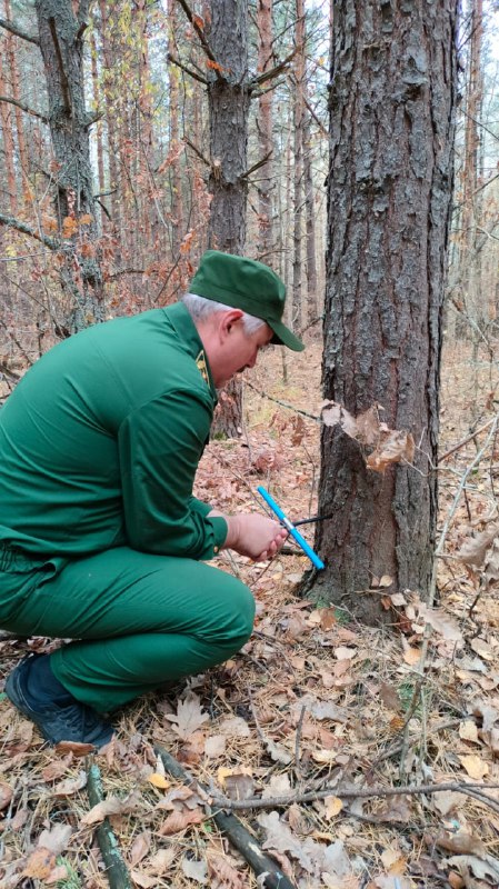 Минлесхоз Республики Мордовия