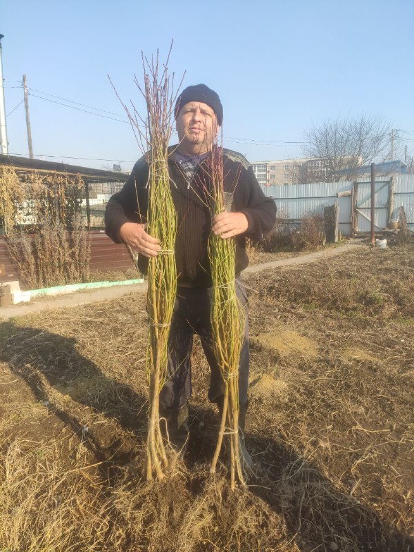 Сад Династия Владивосток. Пос Трудовое.