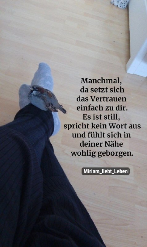 ***🪶******✨****Vertrauen gleicht einem Vogel*