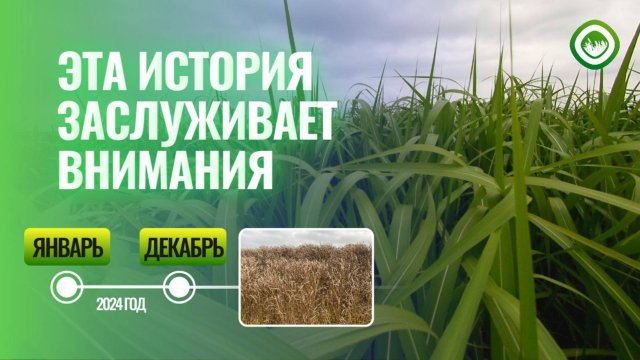 ***🌱*** **Как менялся Треугольный Питомник за …