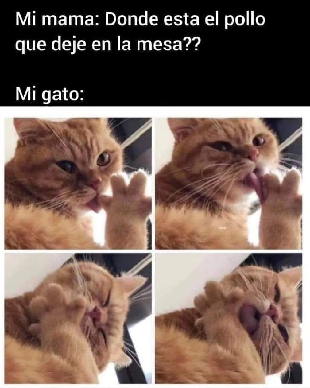 I, cat - Gatos y más …