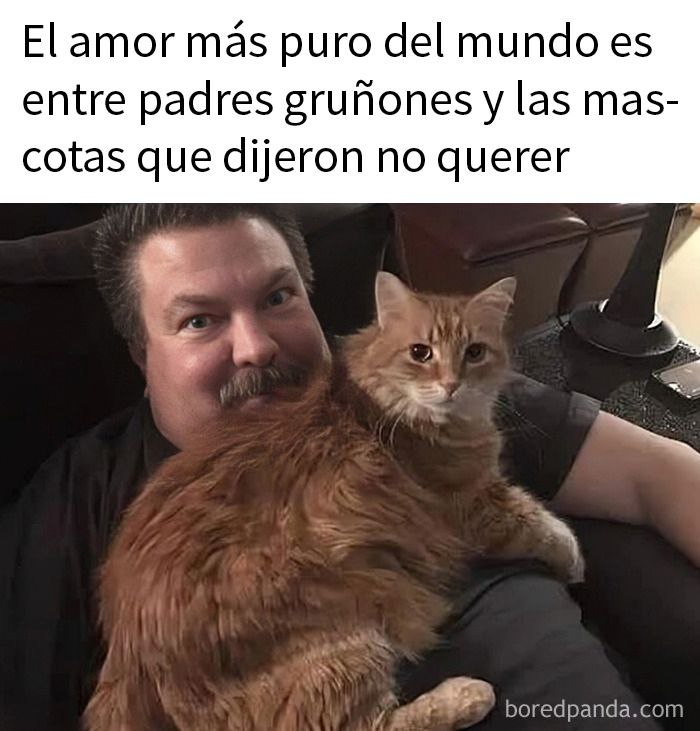 I, cat - Gatos y más …