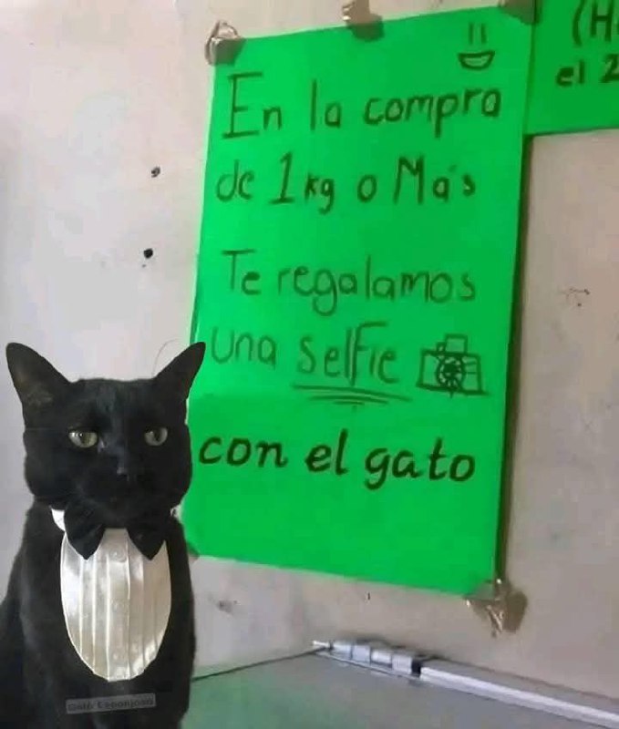 I, cat - Gatos y más …