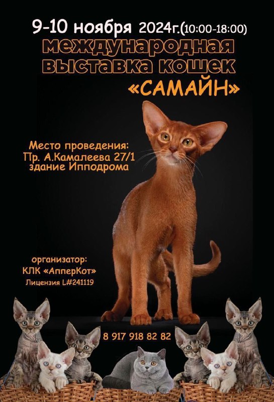 ***🐈***ВЫСТАВКА КОШЕК - В ЭТИ ВЫХОДНЫЕ***🐈‍⬛***