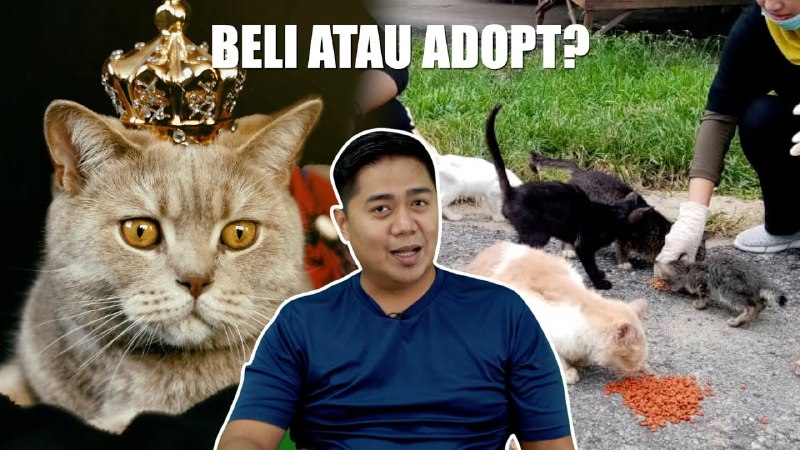 “Banyak lagi kucing tak bertuan, kenapa …