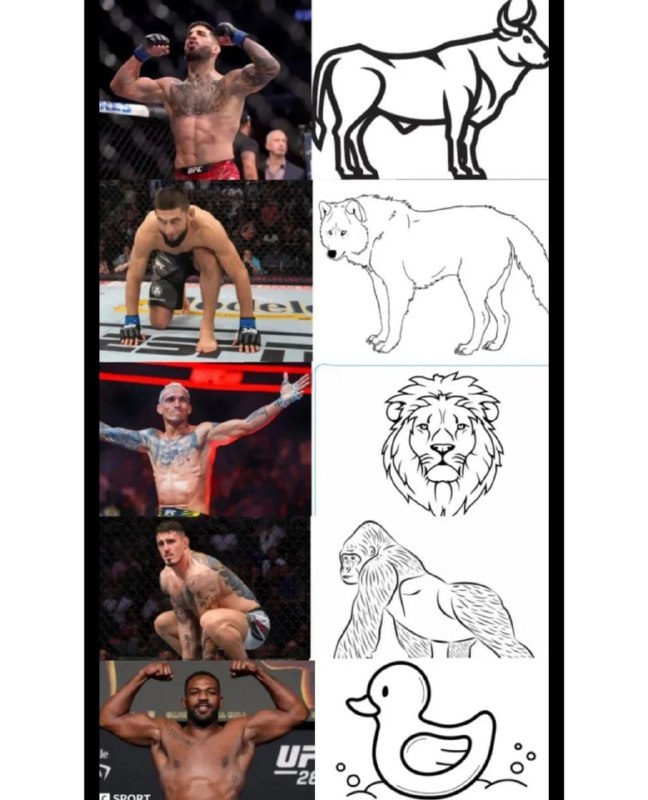 MMA MEMES