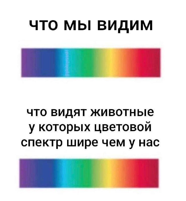 Мемные мародёры