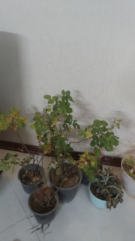 مبل گردو (خادم)