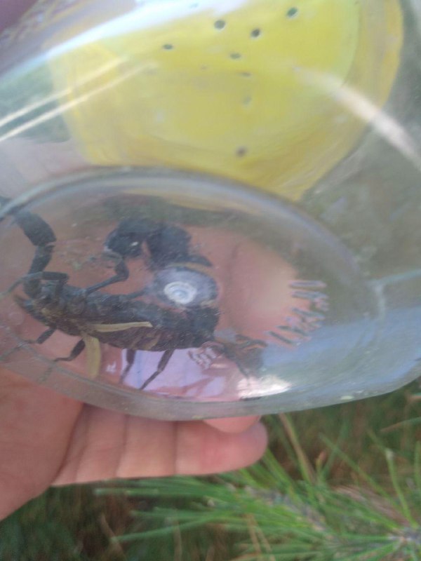 ***🦂*** مشاهده و زنده گیری عقرب …