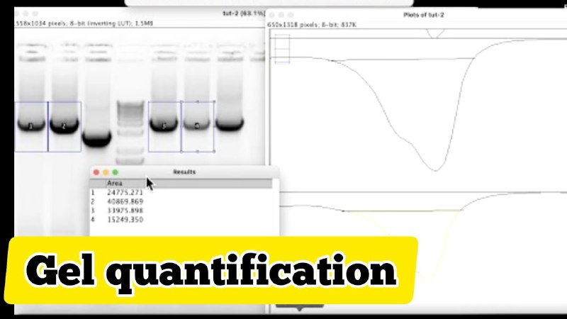 How to quantify gel bands with …