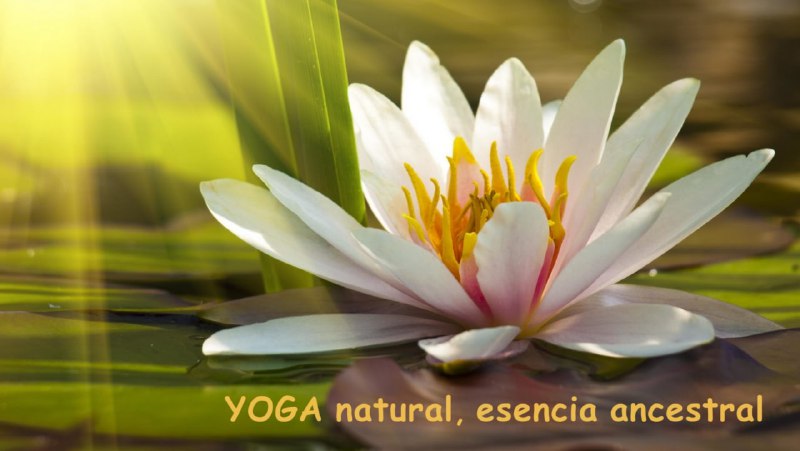 **12 TABLAS DE YOGA