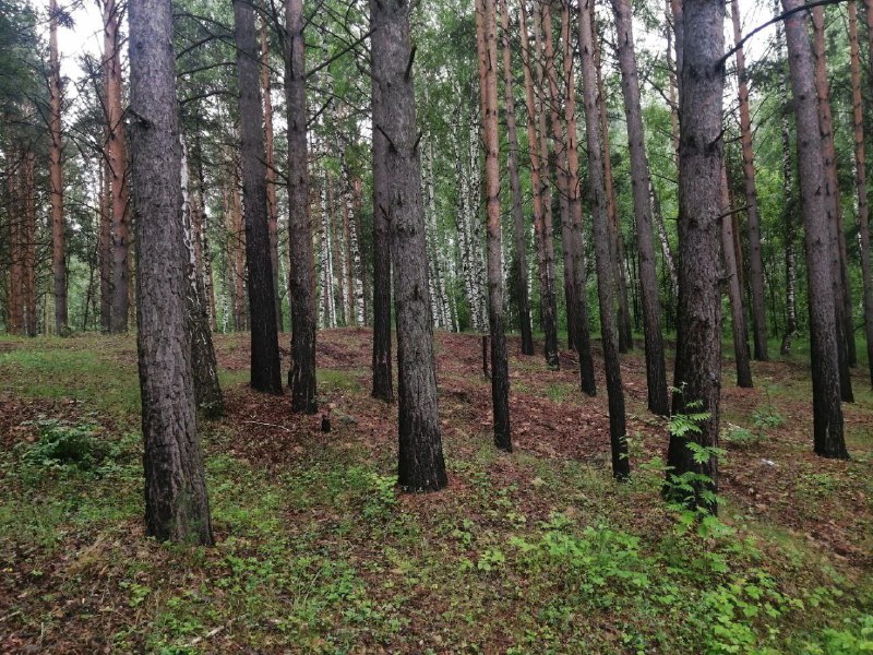 **Томск. Бабр. Дальше некуда**