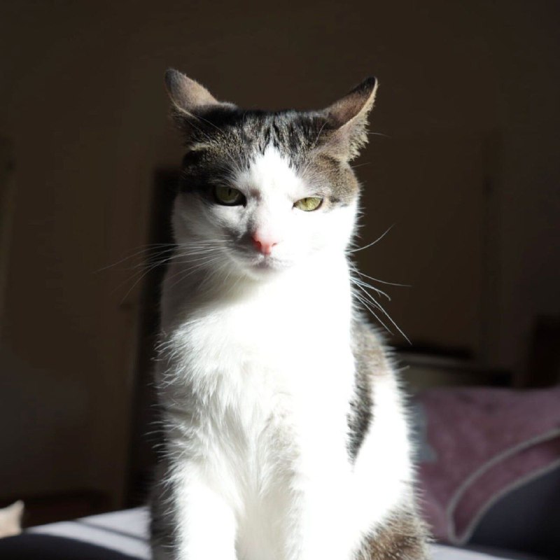 солнечная кошка