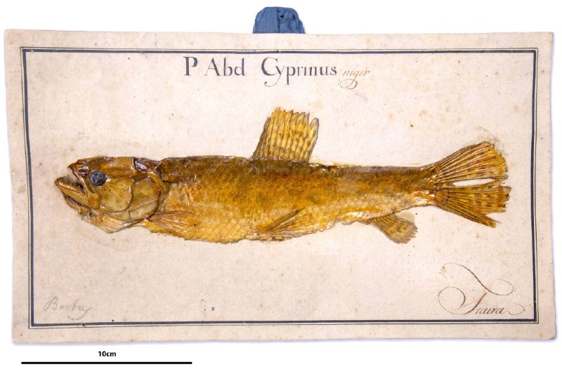 Taxonomia, ciência que identifica novas espécies, …