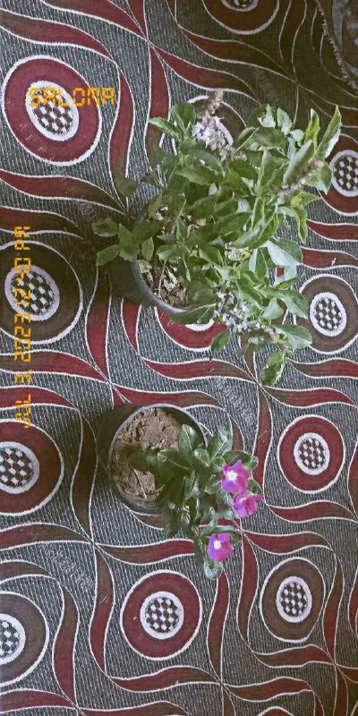 اقدملكم صحابي وصحاب زعتر الجداد***?***