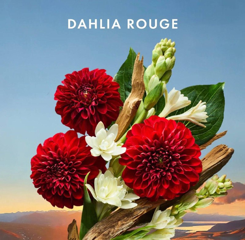 Dahlia Rouge &amp; Fragrance Originale