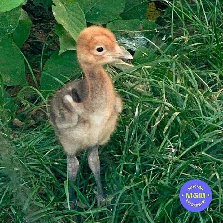 **В зоопарке очередное милое пополнение ***🐤*****