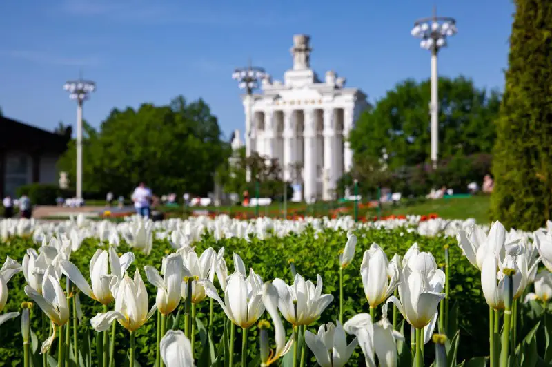 Прекрасная цветущая Москва***❤***