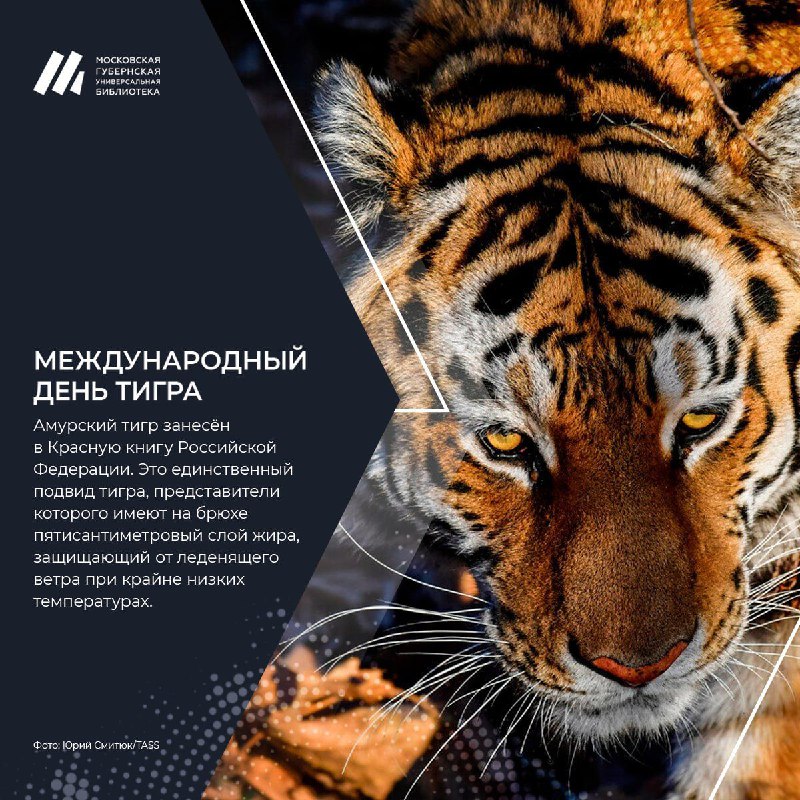 *****🐅***Международный день тигра** был учрежден в …