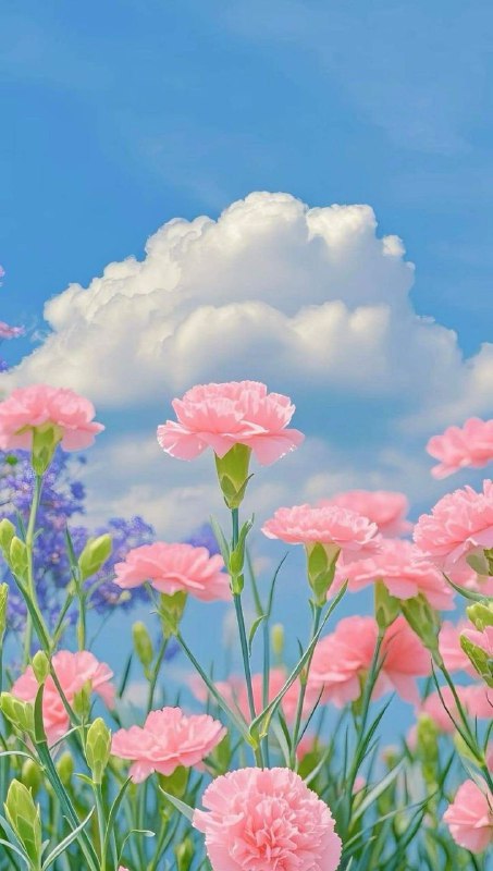 إلهي، كلُّ إلحاحٍ فيه منقصة،إلاّ إلحاحي …