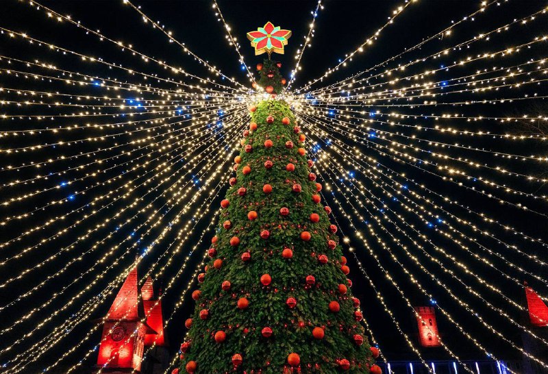 Красавица елочка в парке Лога ***🎄******😍***