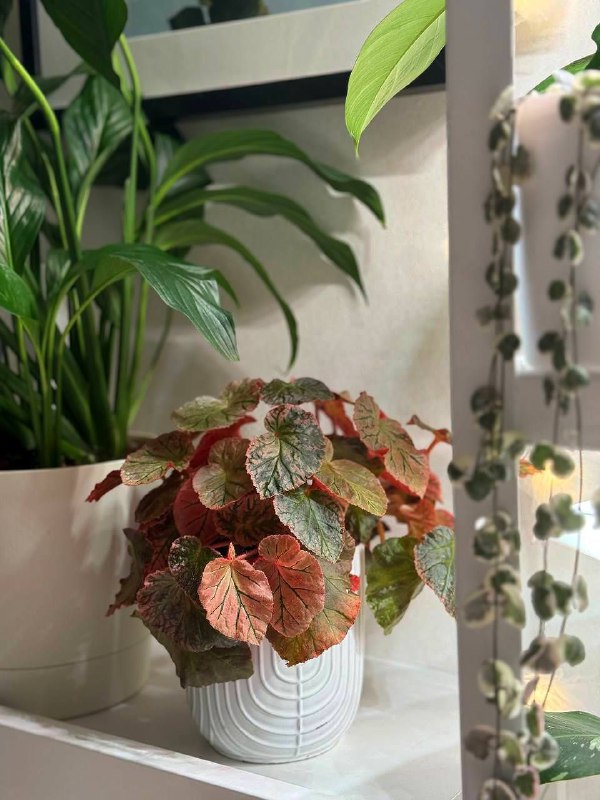 Мамка Begonia Midnight Sun