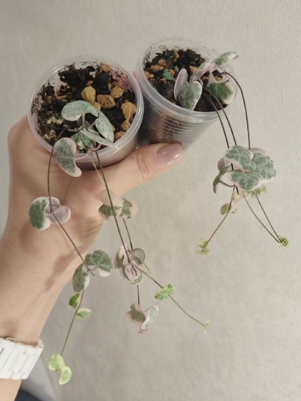 Ceropegia Woodii Variegated