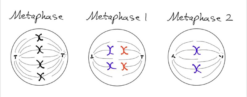 Metaphase