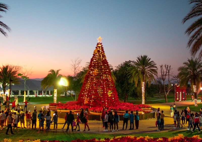 [⁠](https://a.devs.today/https://www.meteored.mx/noticias/actualidad/jardines-de-mexico-la-magia-de-la-navidad-en-el-jardin-floral-iluminado-mas-grande-del-mundo.html)**Meteored**