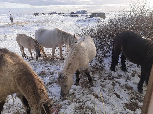 Лошадей из Кузомени продолжают перевозить в …