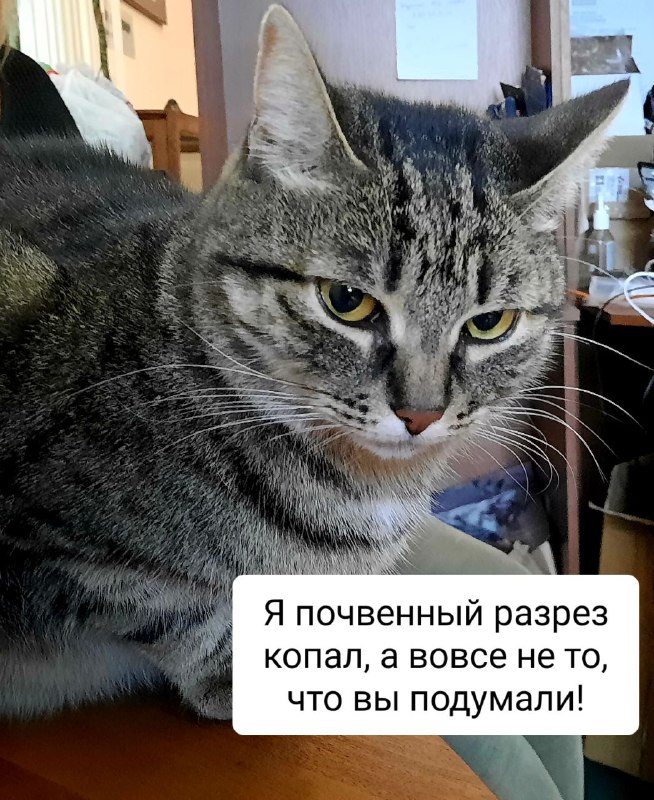 Котики Вильямса