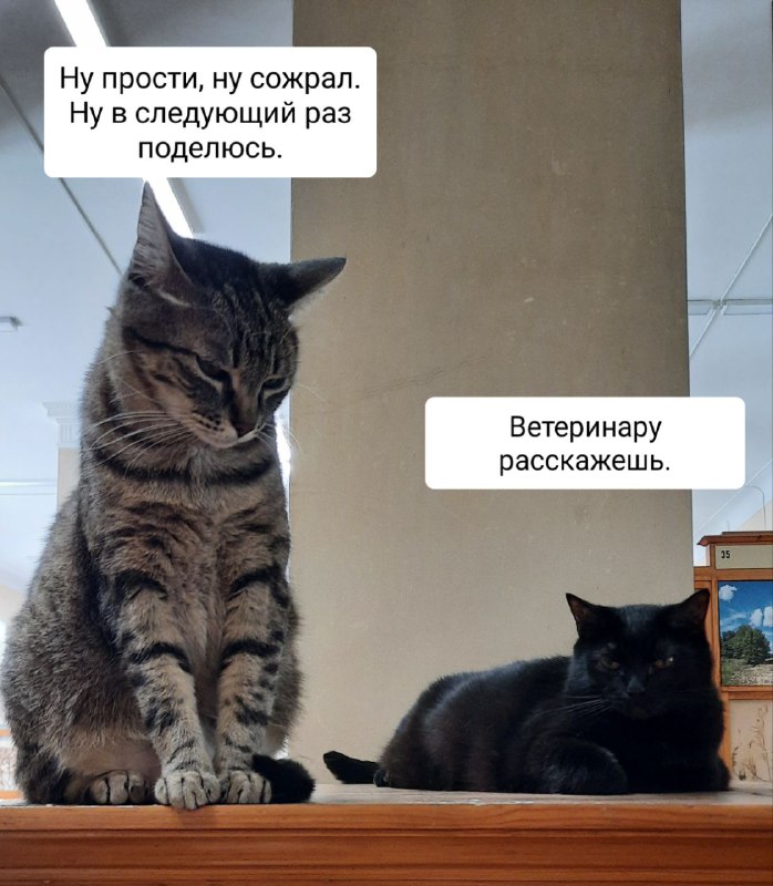 Котики Вильямса