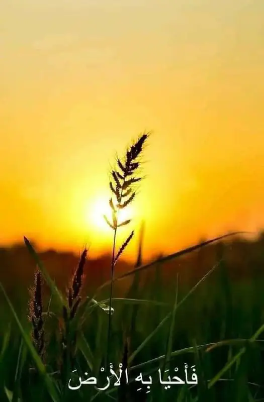 الباحثون المسلمون