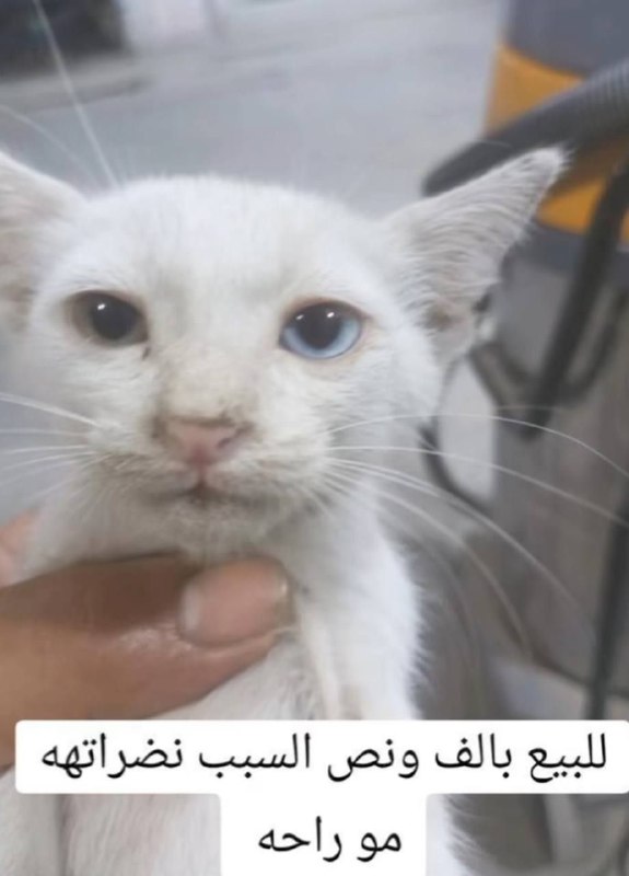 آني مع الوشق :