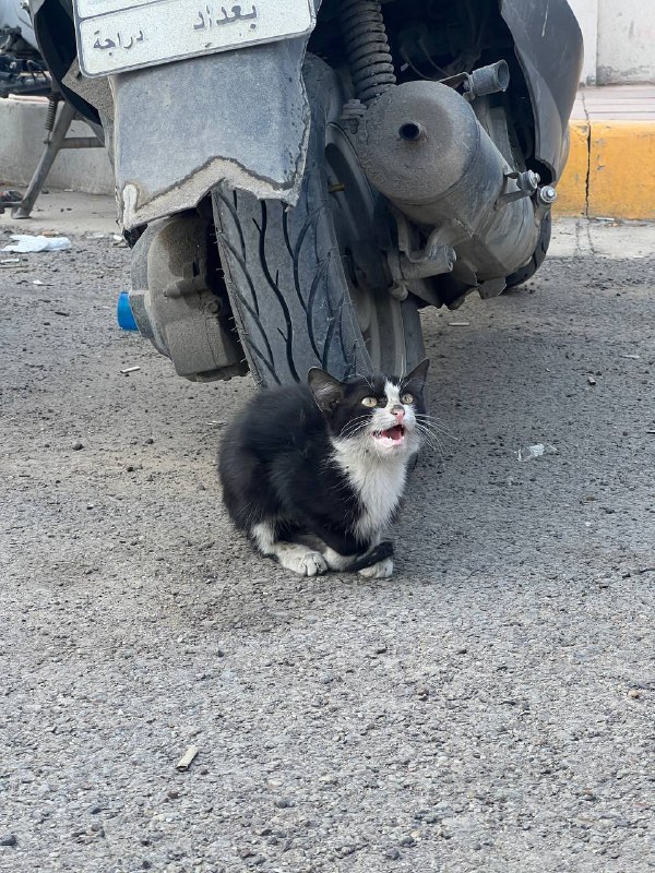 جريذي