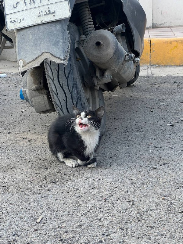 الشيخ مياو
