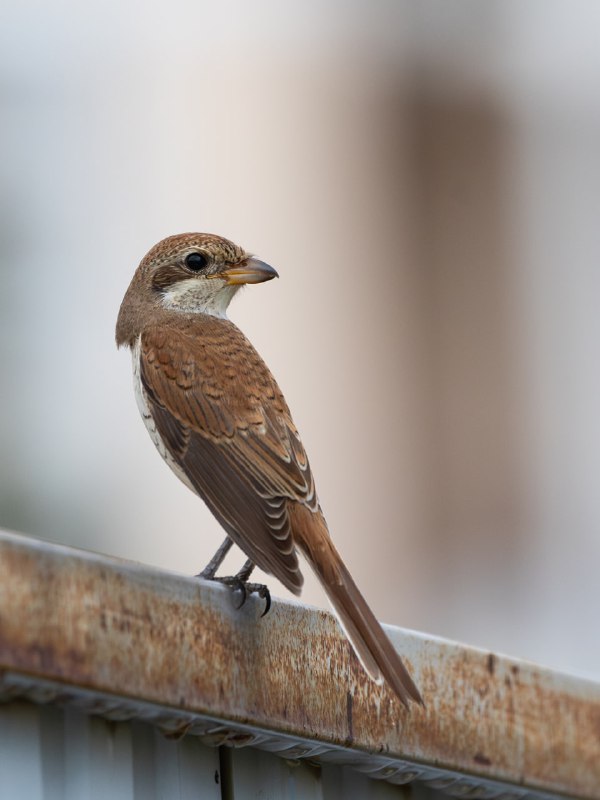 Обыкновенный жулан *(Lanius collurio)*