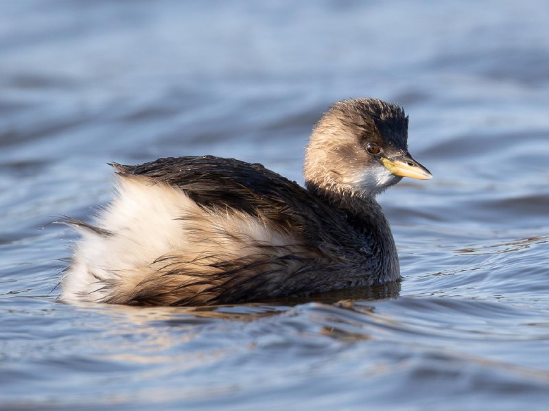 Поганка малая *(Tachybaptus ruficollis)*