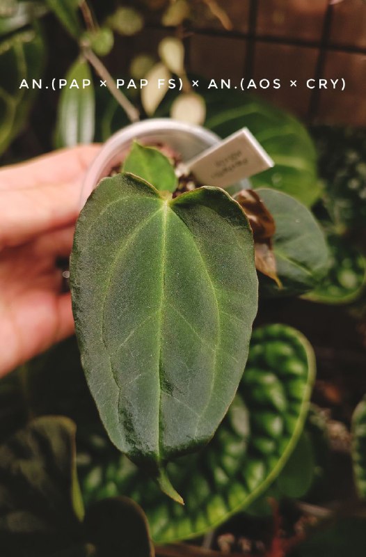 Jungle plants🌿in my room