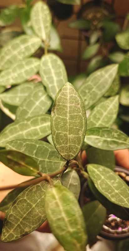 Jungle plants🌿in my room