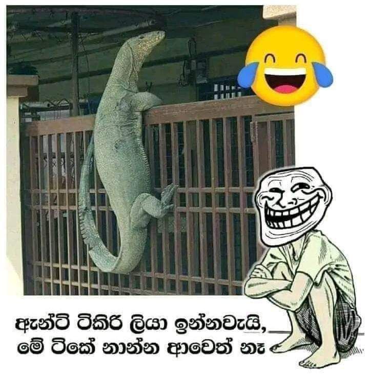 **කෝ මේ ටිකිරිලියා** ***🫣***