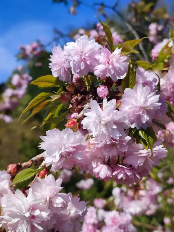 Квітковий Всесвіт 🪴🌺🌸