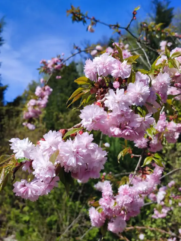 Квітковий Всесвіт 🪴🌺🌸