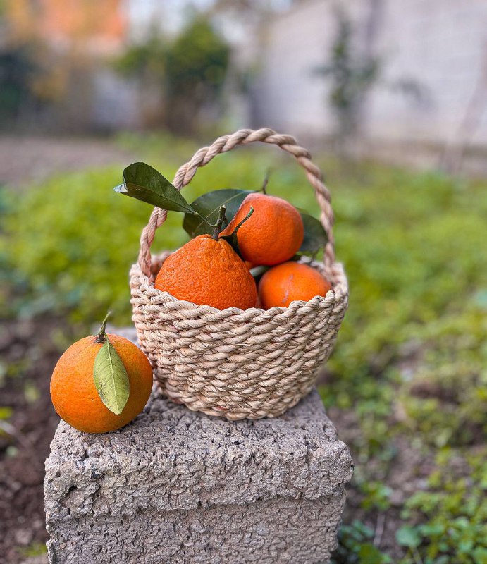 چیزی شبیه نخی در باد