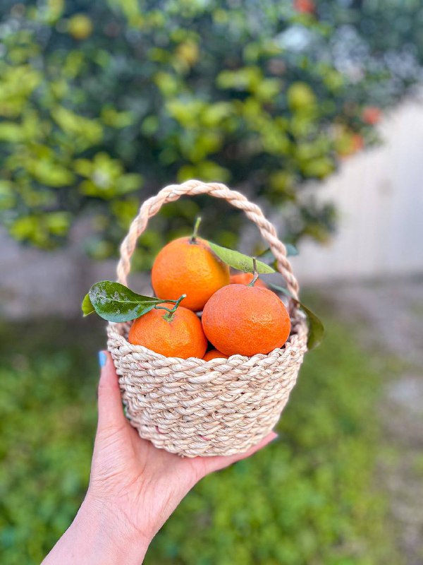 چیزی شبیه نخی در باد
